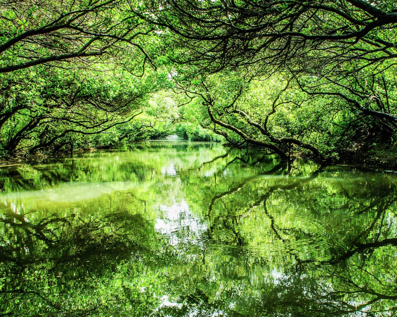 Зеленые деревья отражаются в реке