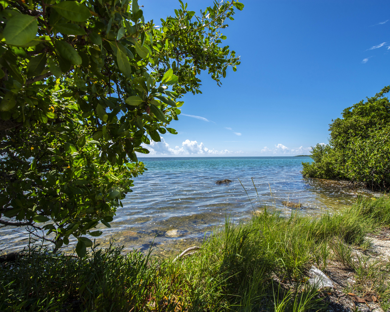 Зеленые деревья на побережье Флориды