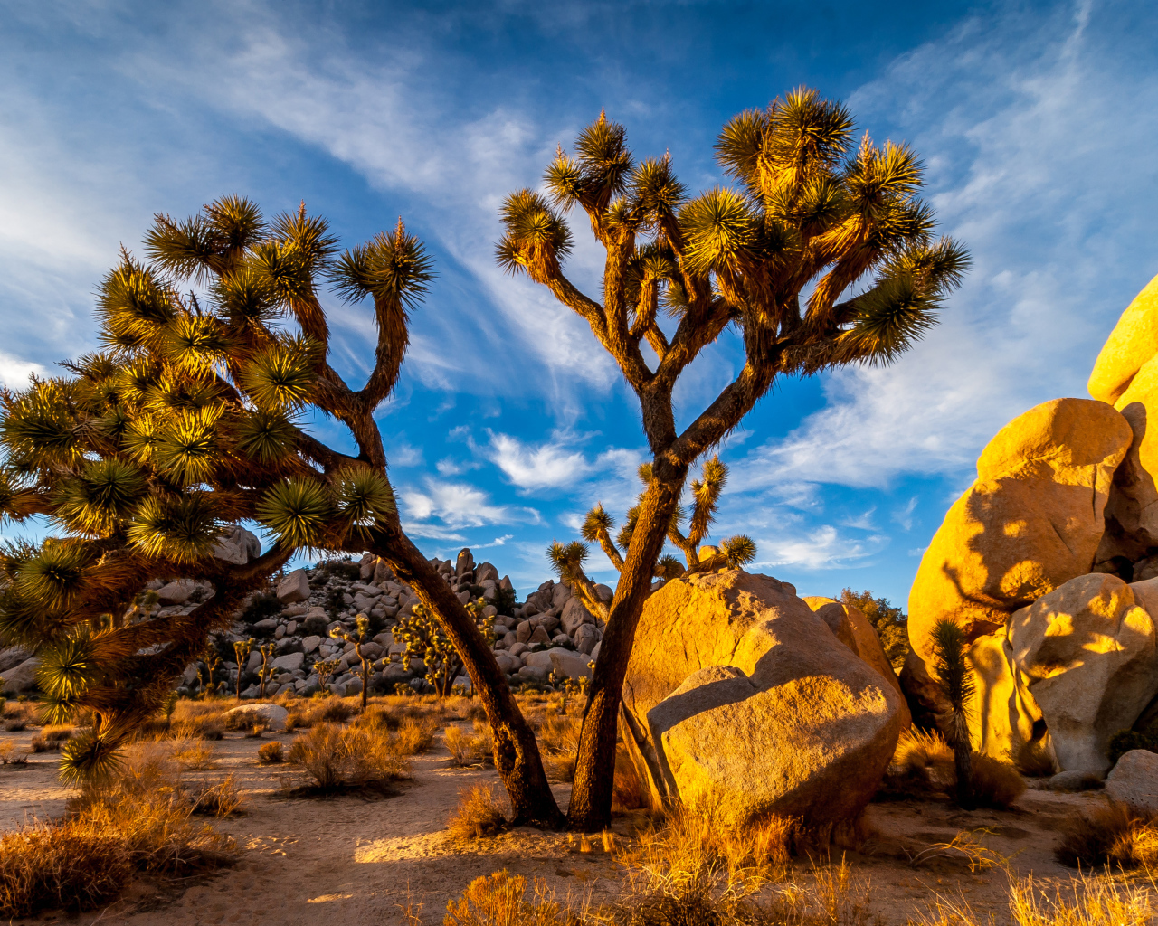 Большие тропические кактусы под голубым небом, США