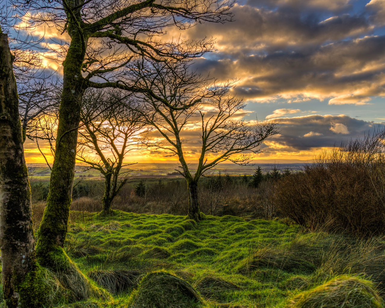 Покрытые мхом деревья на закате солнца