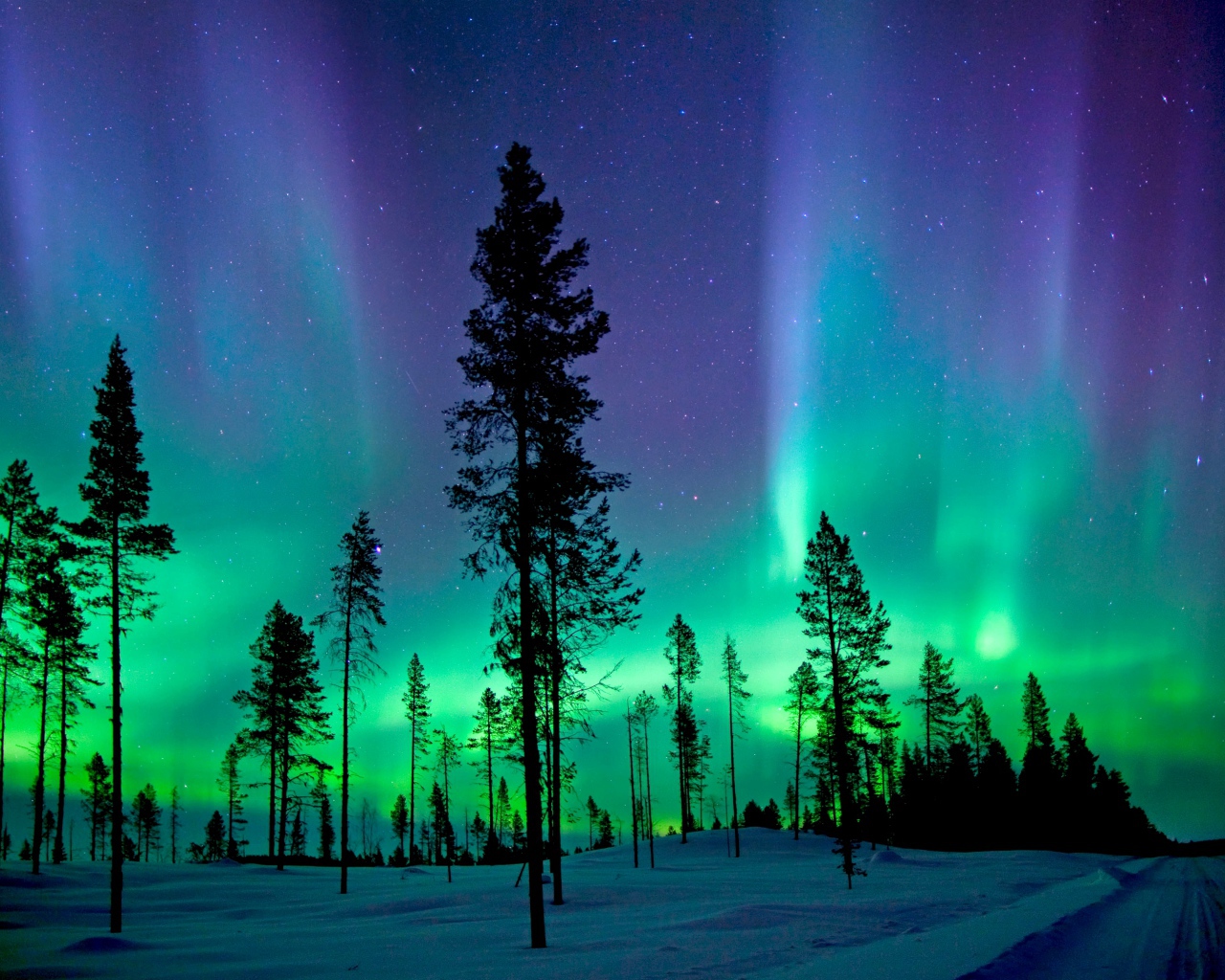 Северное сияние над заснеженным сосновым лесом