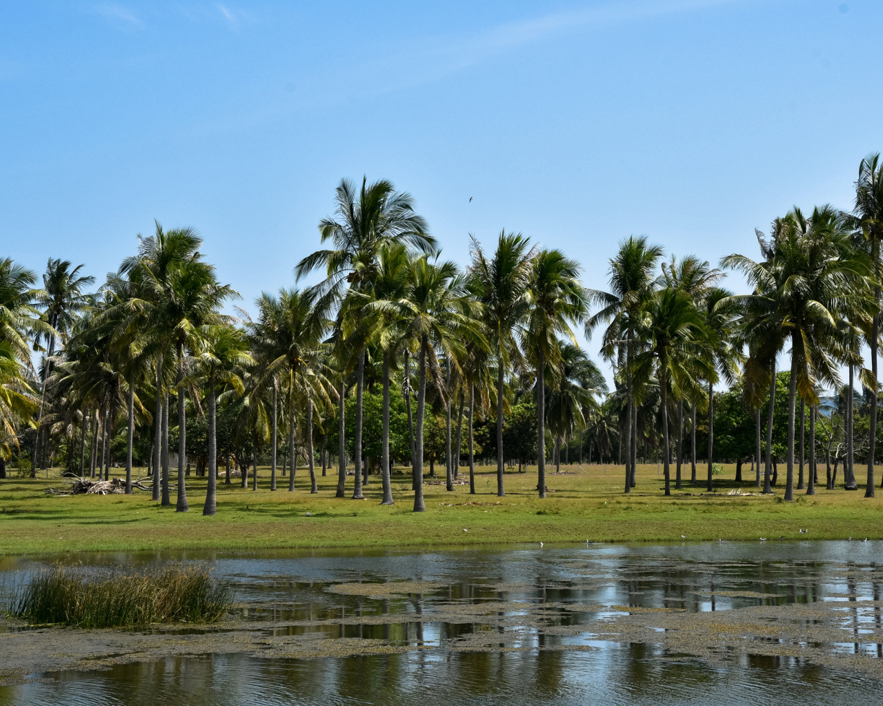 Пальмы на берегу у воды, Таиланд