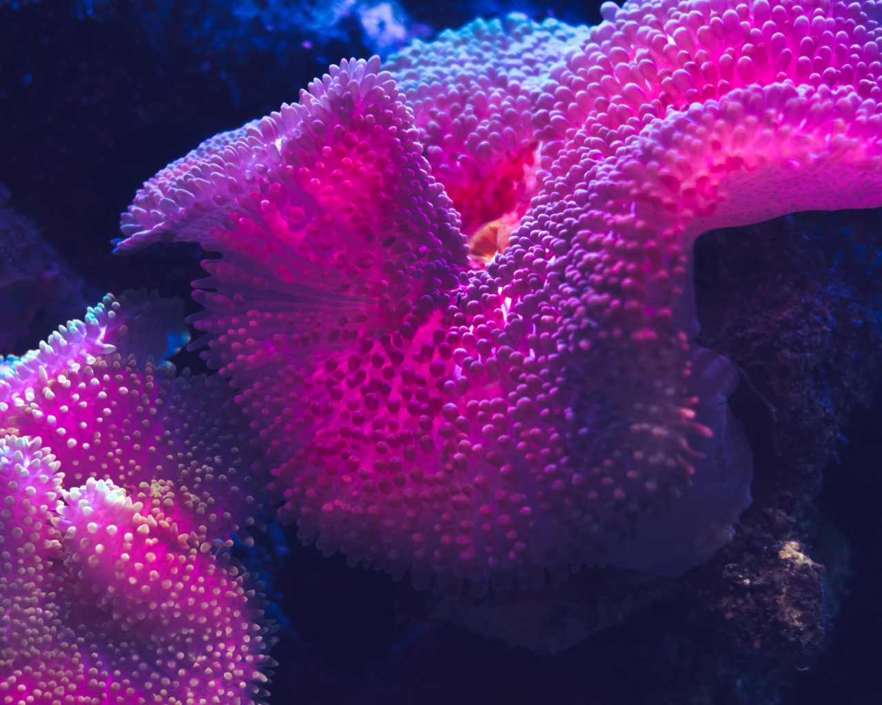 Розовый коралл под водой 