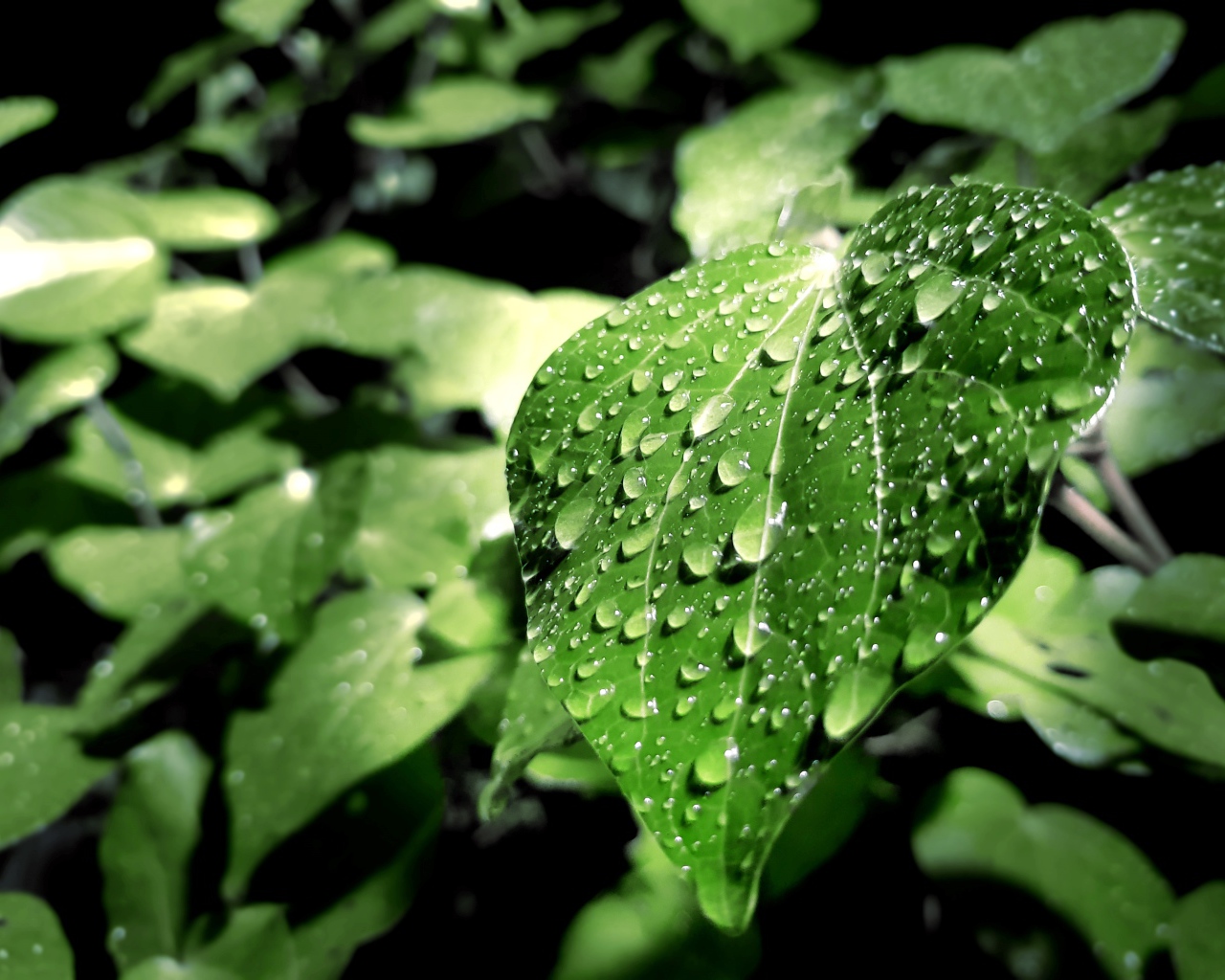 Капли дождя на зеленых листьях 