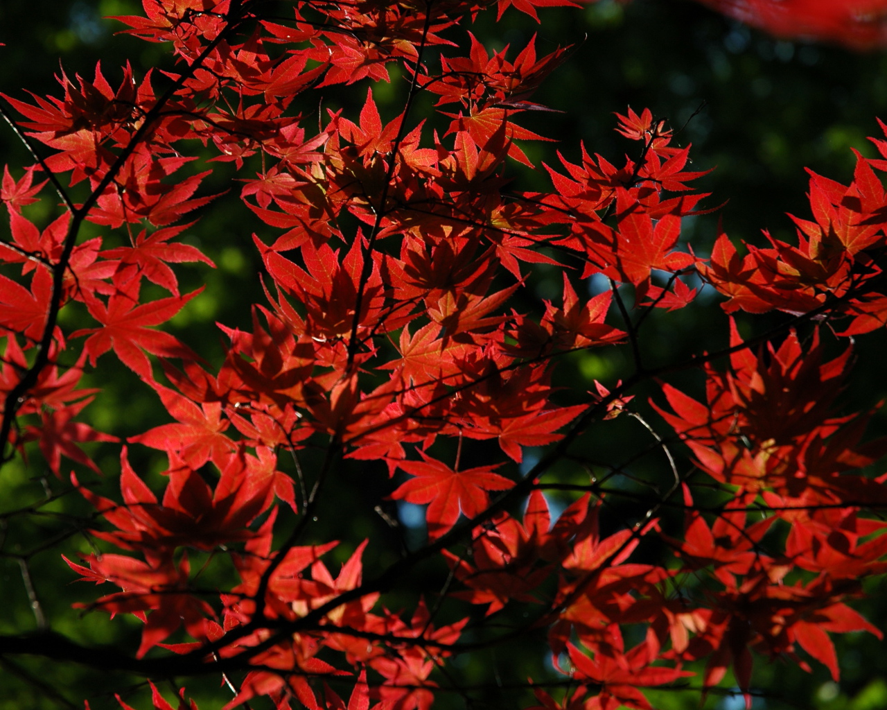 Красные листья на дереве осенью