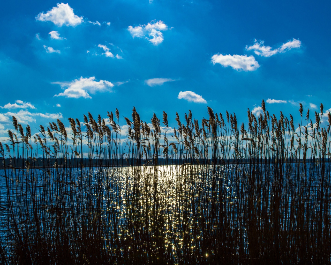 Камыш в реке под красивым голубым небом