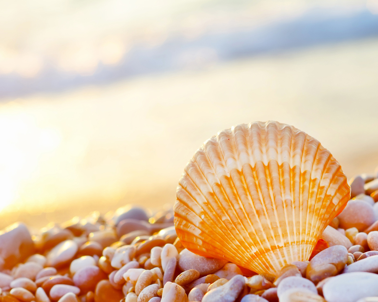 Ракушка на морской гальке на берегу моря 