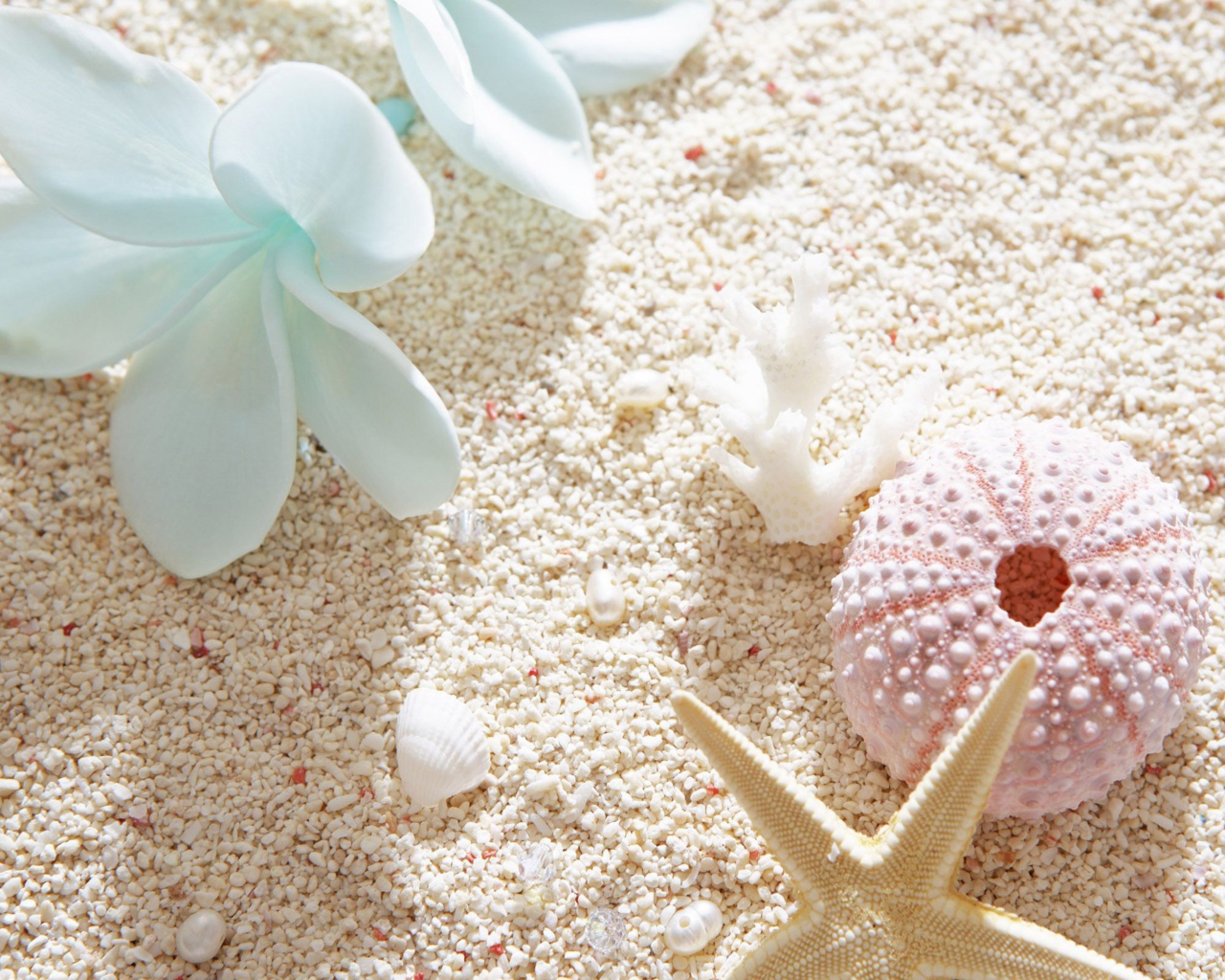 Ракушки и цветок плюмерии на белом песке