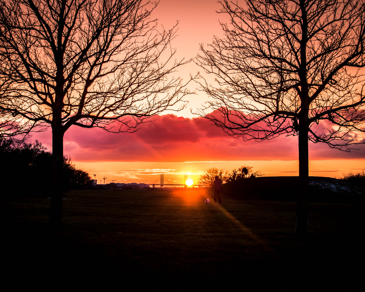 Силуэты деревьев на фоне яркого солнца