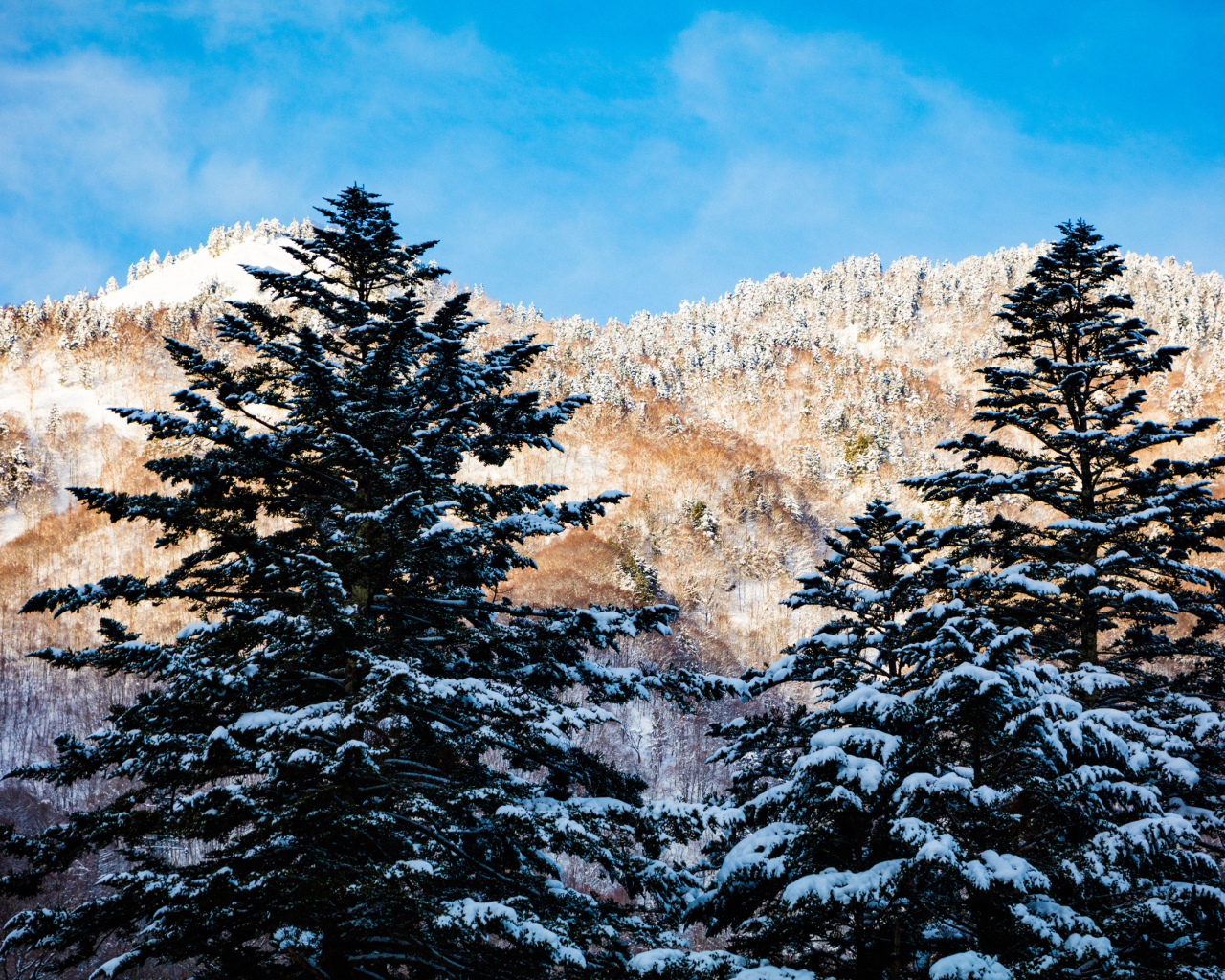 Заснеженные ели на фоне гор под голубым небом