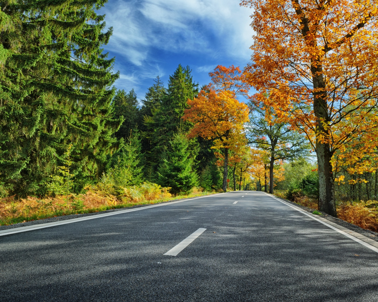 Высокие зеленые ели и деревья с желтыми листьями у дороги под голубым небом