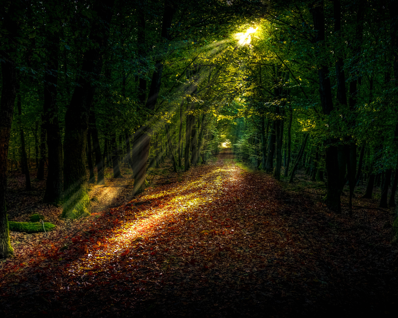 Яркое солнце пробивается на лесную дорогу покрытую желтыми листьями