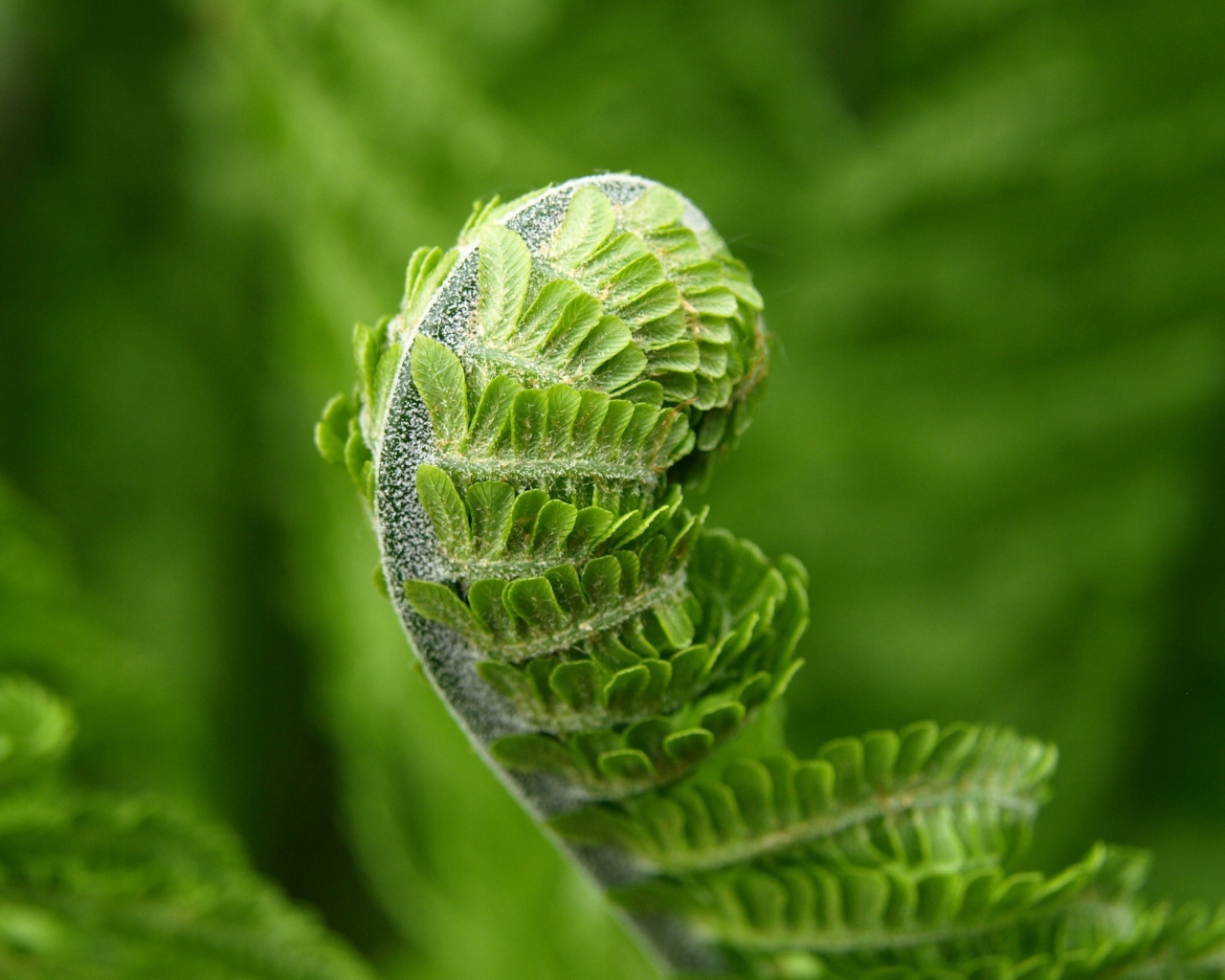 Зеленый лист папоротника распускается весной