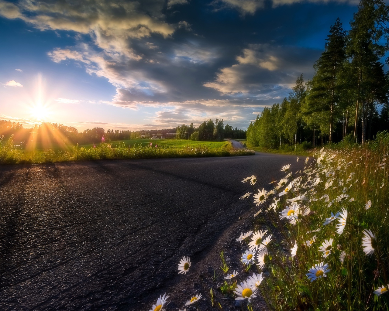 Восходящее солнце в красивом небе освещает растущие у дороги ромашки