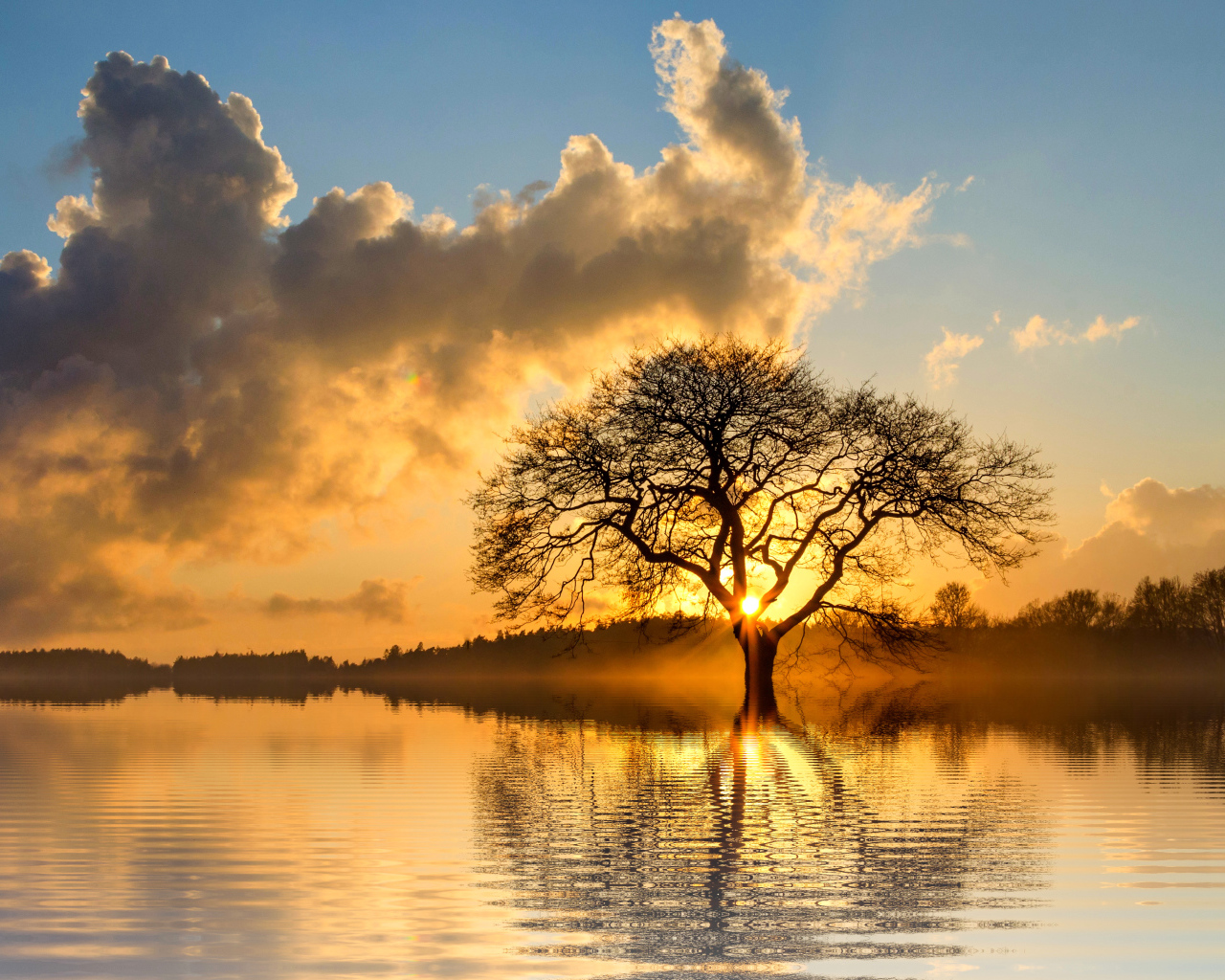 Солнце пробивается сквозь ветки дерева в облачном небе