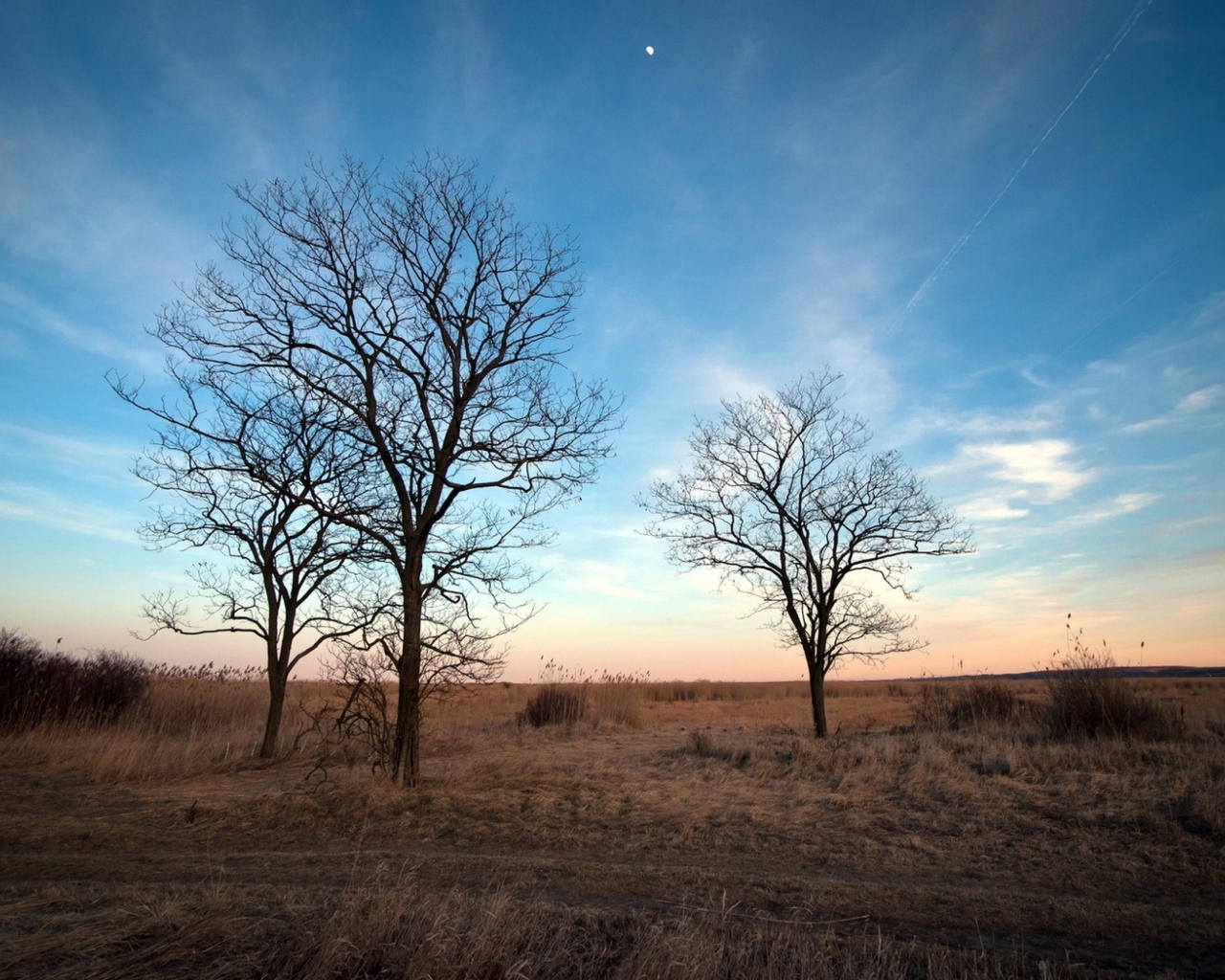 Деревья под голубым небом,  пейзаж
