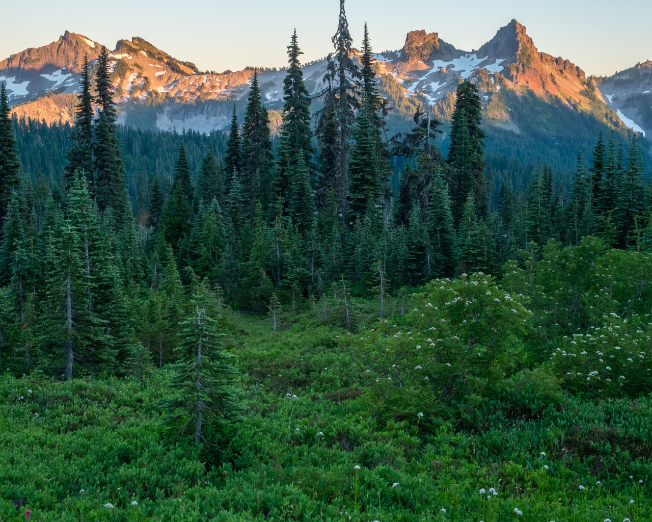 Вид на зеленый хвойный лес и верхушки гор в лучах восходяшего солнца