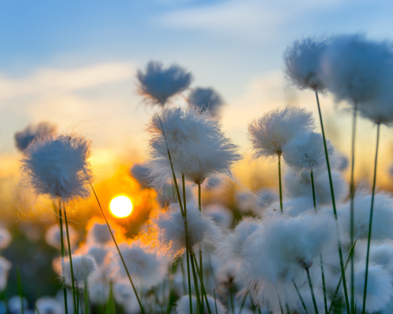 Белый хлопок на закате солнца