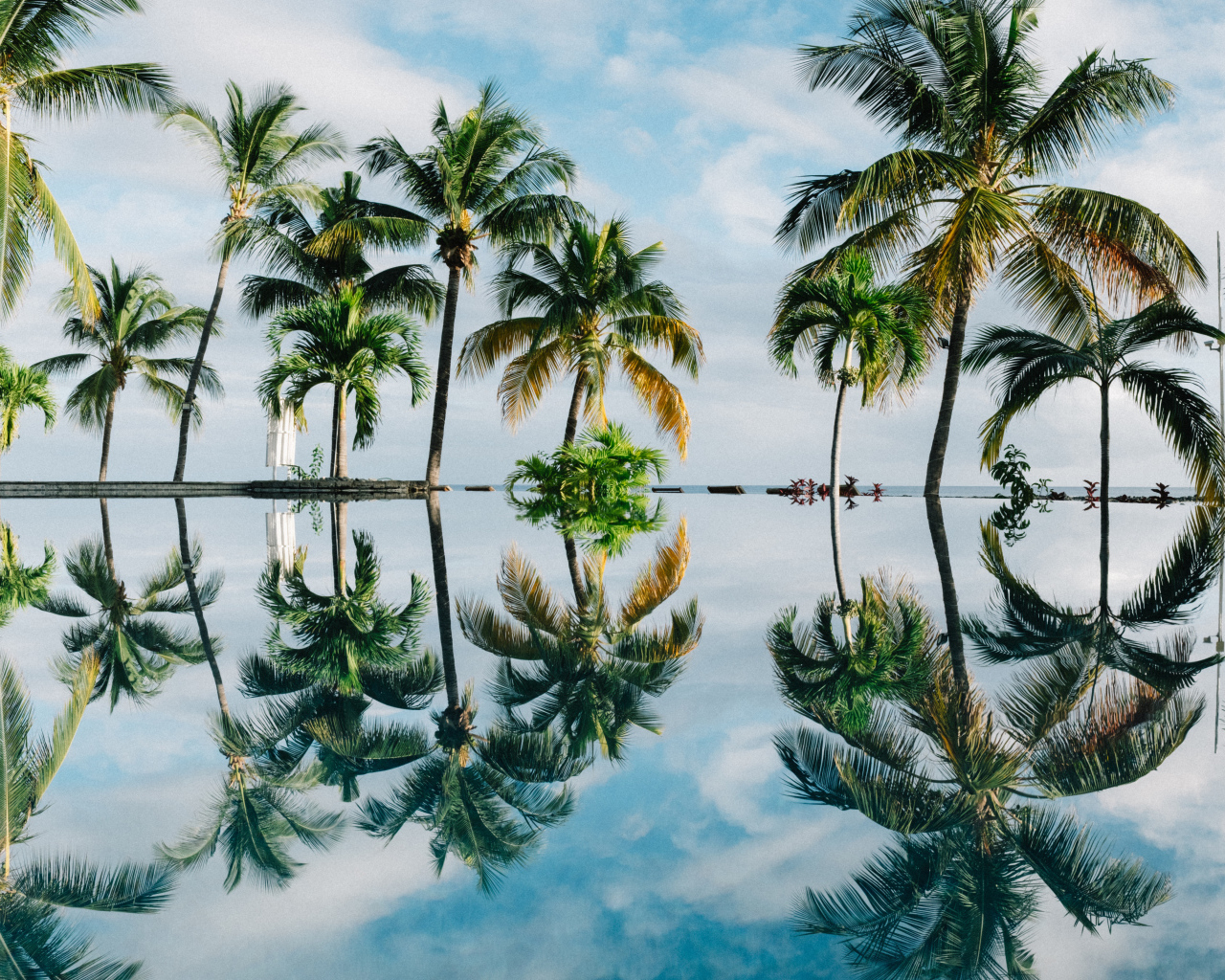 Зеленые пальмы отражаются в воде на пляже 