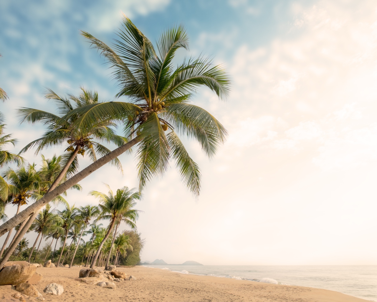 Зеленые пальмы с камнями на берегу океана летом