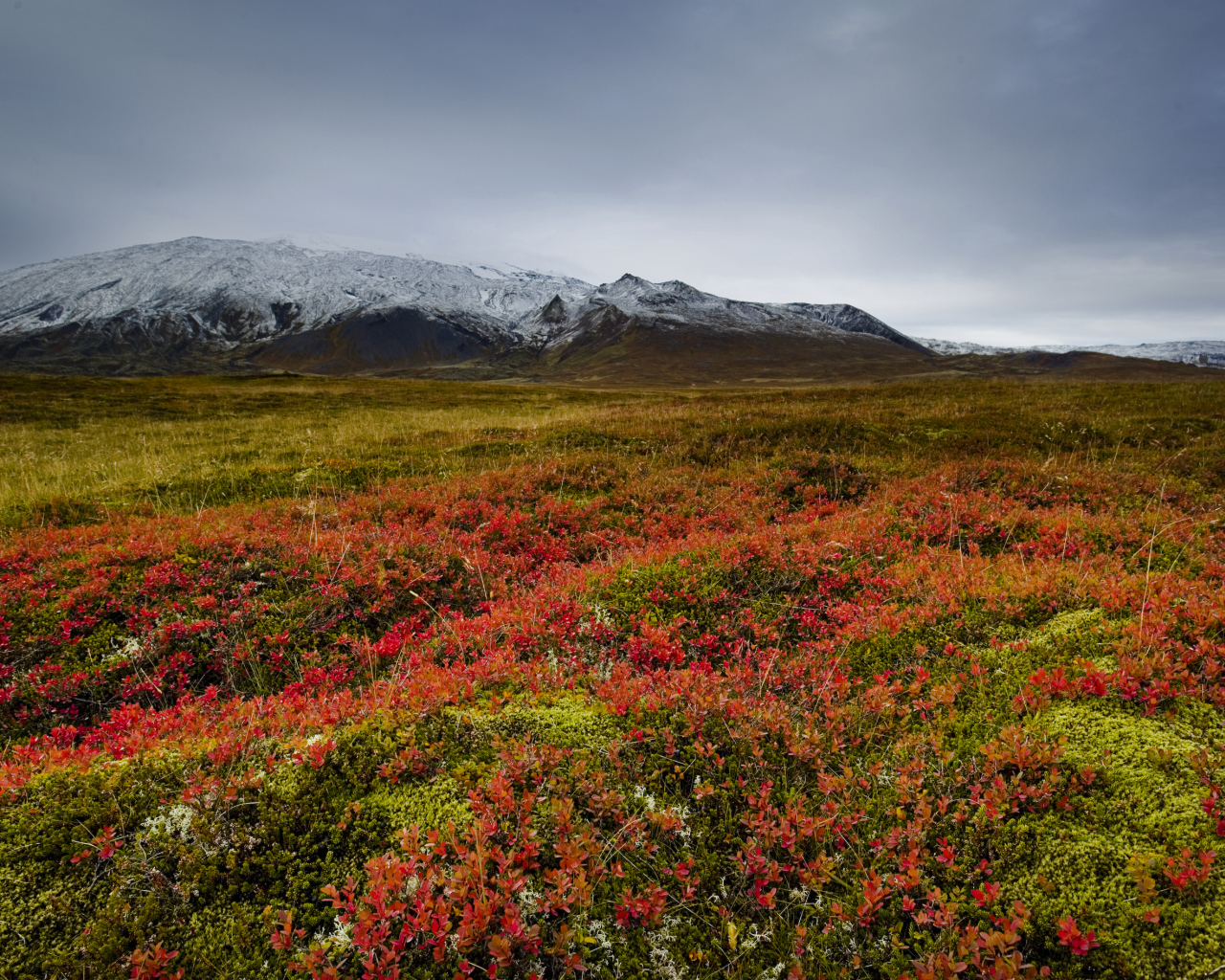 Поле на фоне заснеженной горы, Исландия
