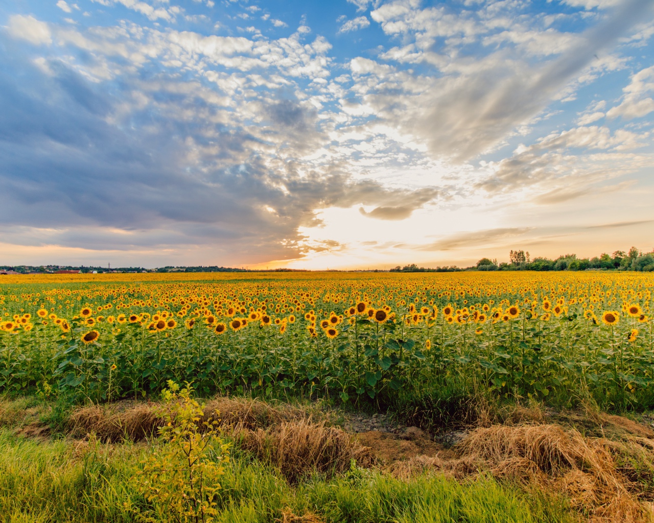Поле цветущих подсолнухов под красивым небом