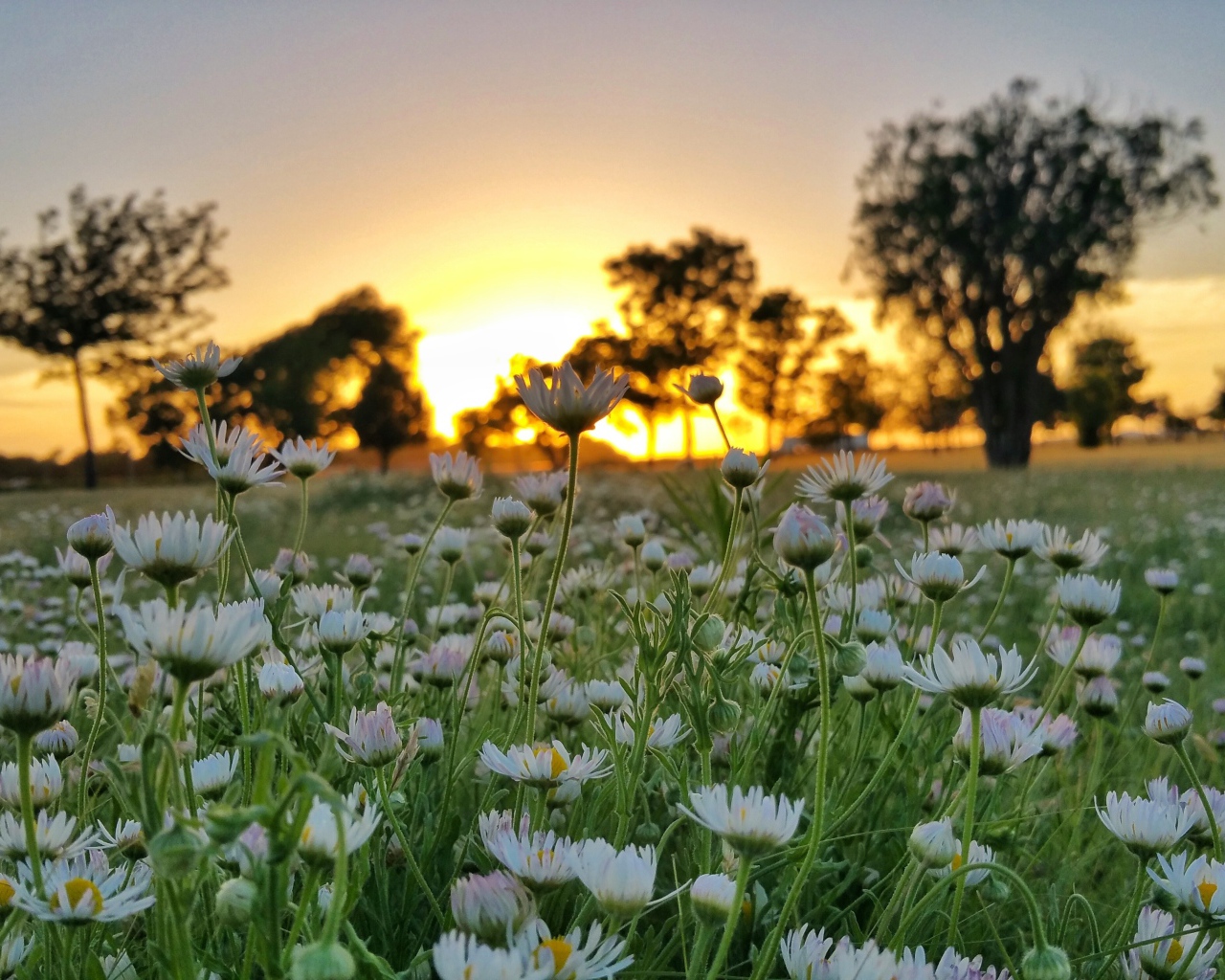 Поле белых цветов ромашки на фоне заката