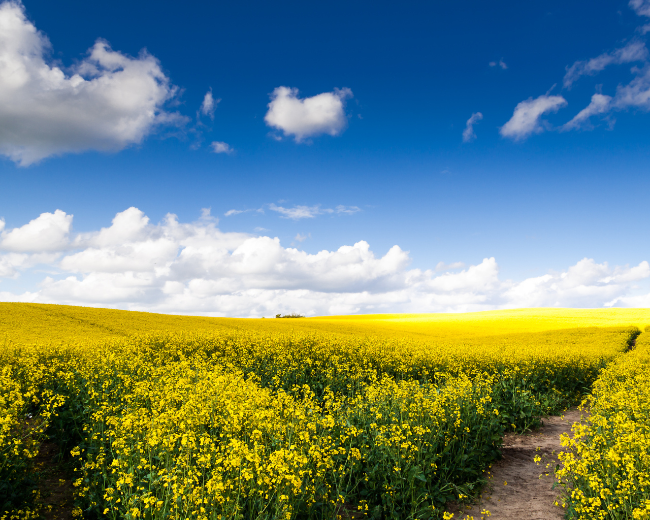 Рапсовое поле под голубым небом с облаками