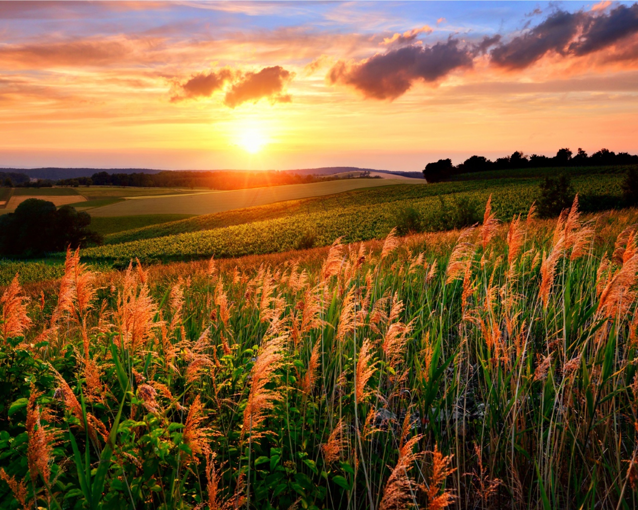 Колосья в поле под яркими лучами летнего солнца