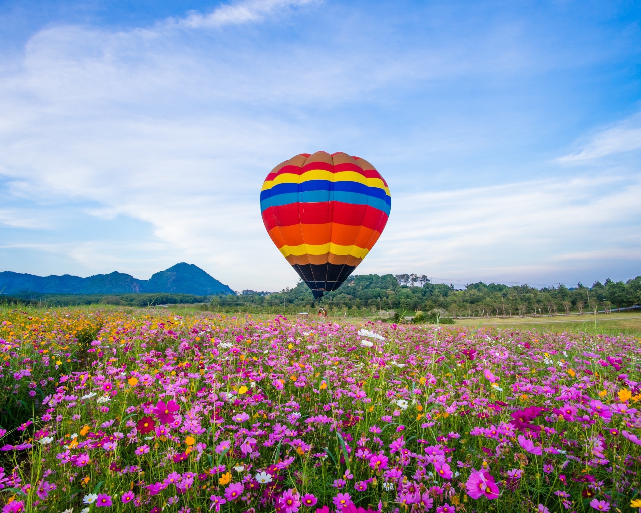Воздушный шар над полем цветущей космеи под голубым небом
