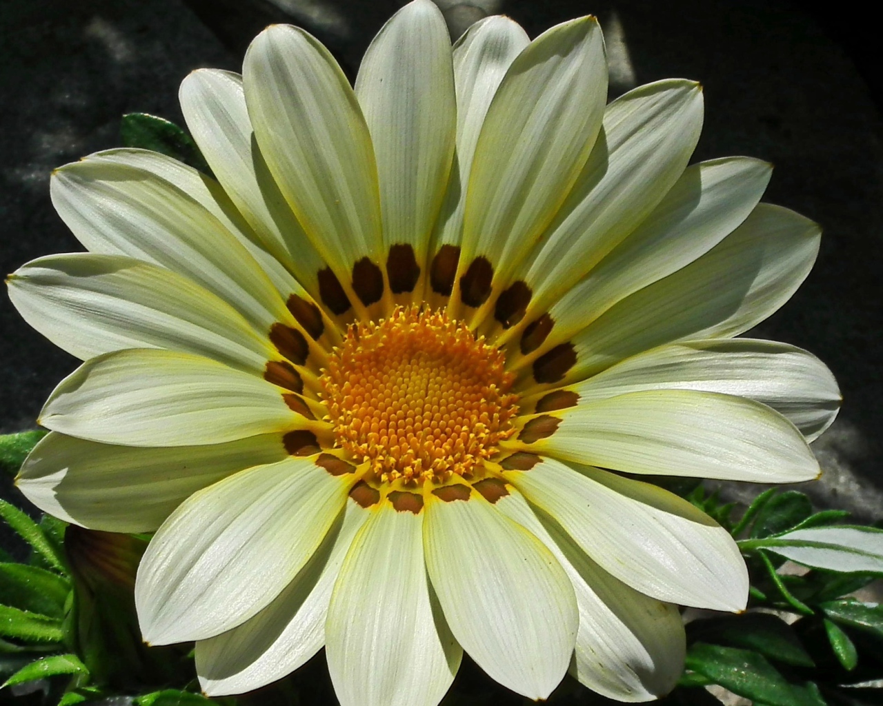 Красивый большой цветок газания крупным планом