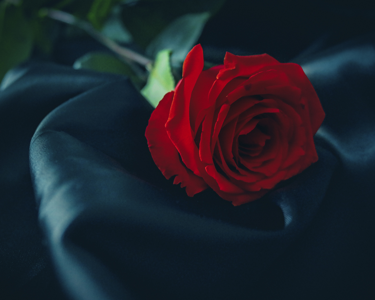 Красивая красная роза лежит на черном покрывале