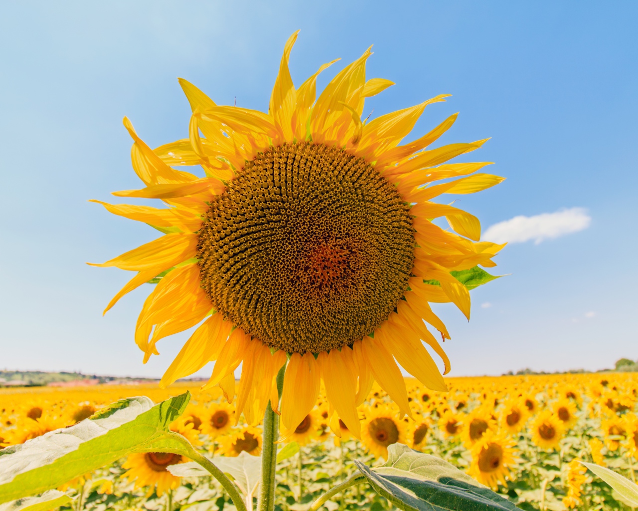 Цветущий подсолнух под голубым небом