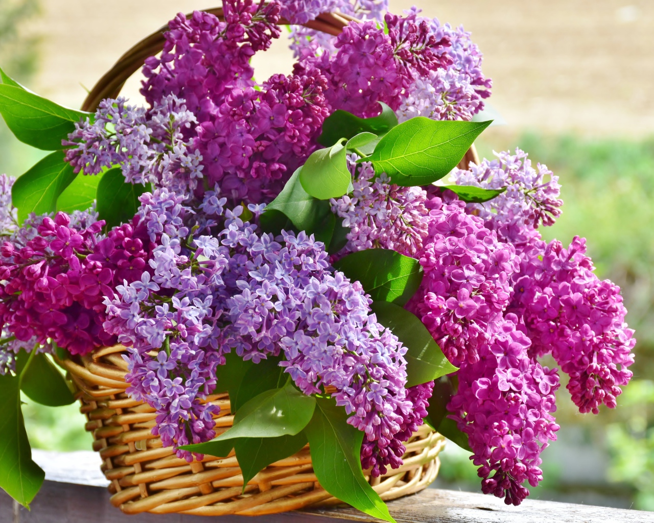 A bouquet of beautiful lilac in a basket