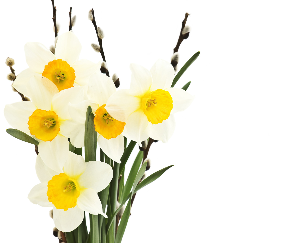 Букет нарциссов и вербы на белом фоне