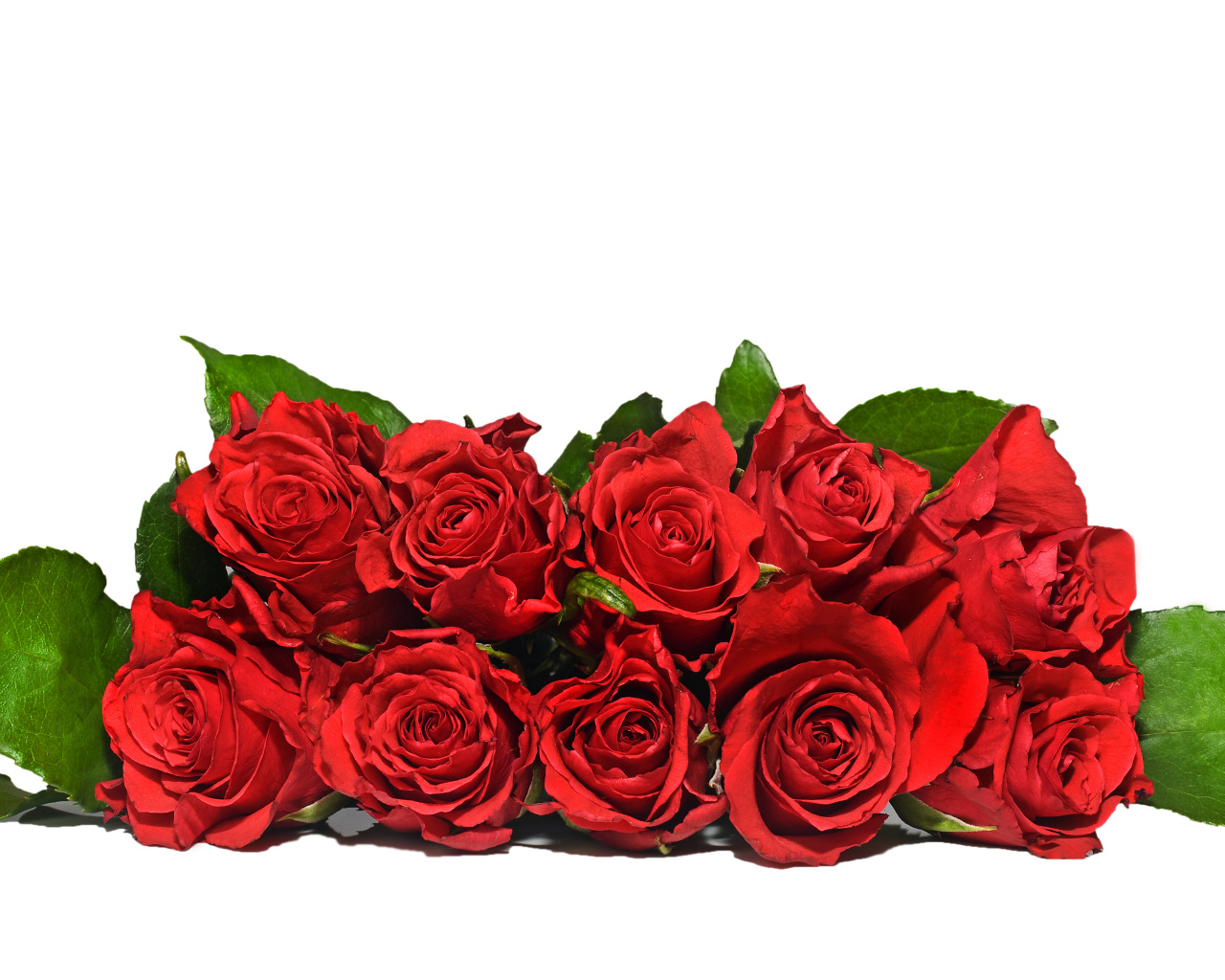 Букет красных роз с зелеными листьями на белом фоне 