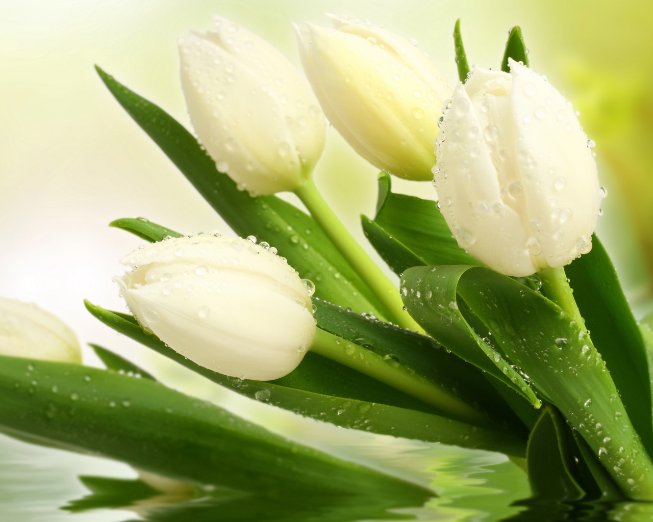 Букет нежных белых тюльпанов в воде