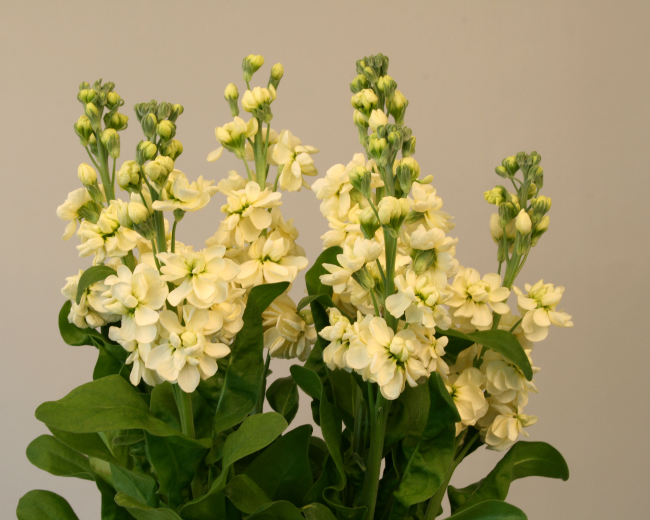 Букет белых цветов левкой 