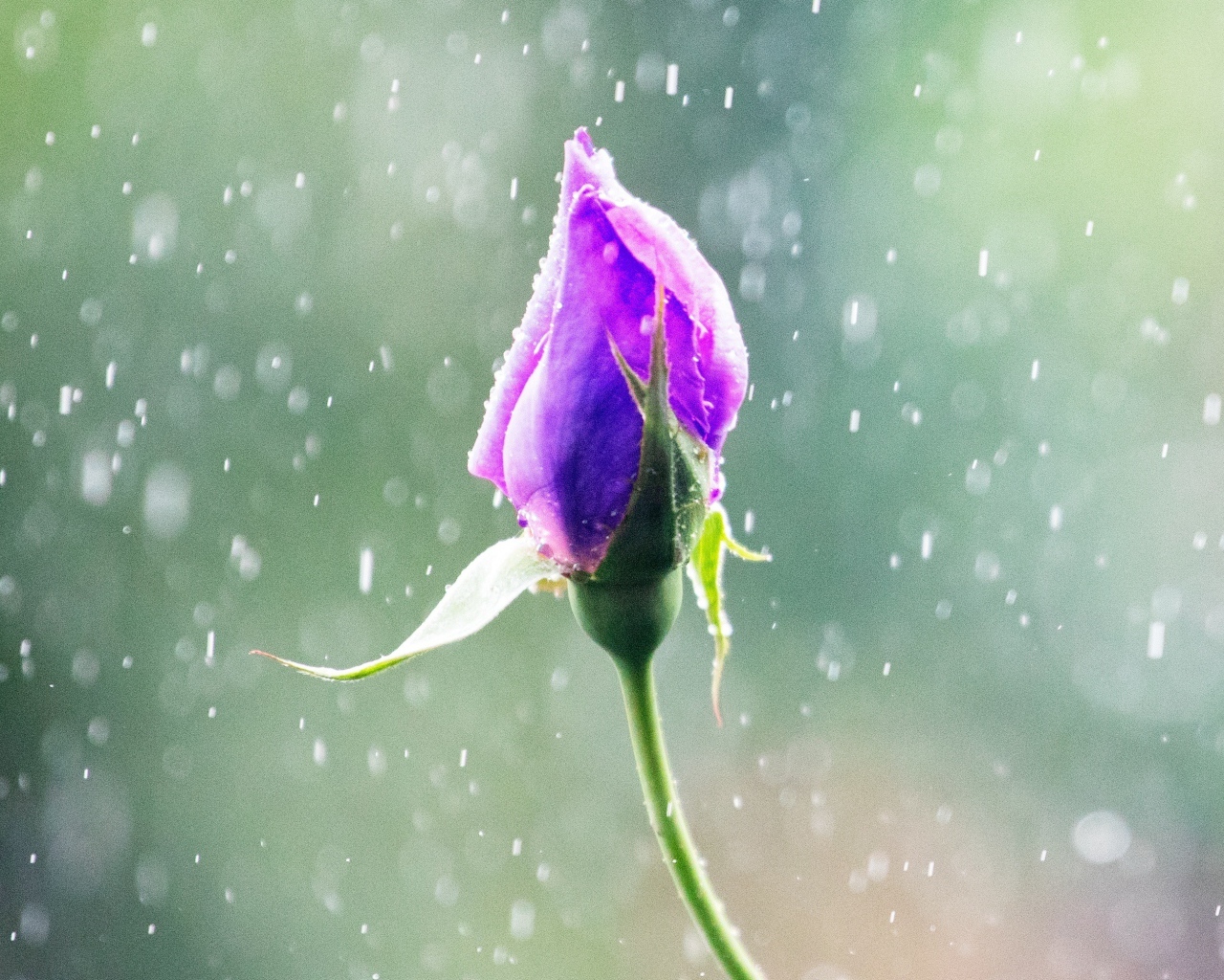 Бутон красивой розы под дождем