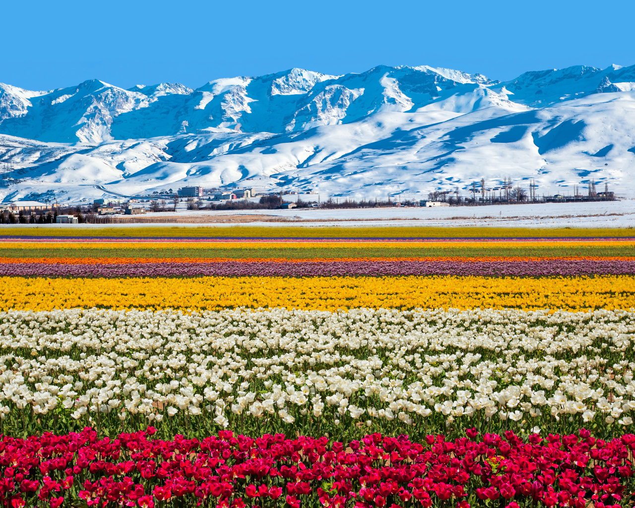 Поле разноцветных тюльпанов на фоне заснеженных гор 