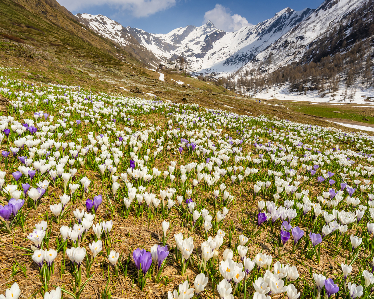 Поле разноцветный крокусов на фоне заснеженных гор
