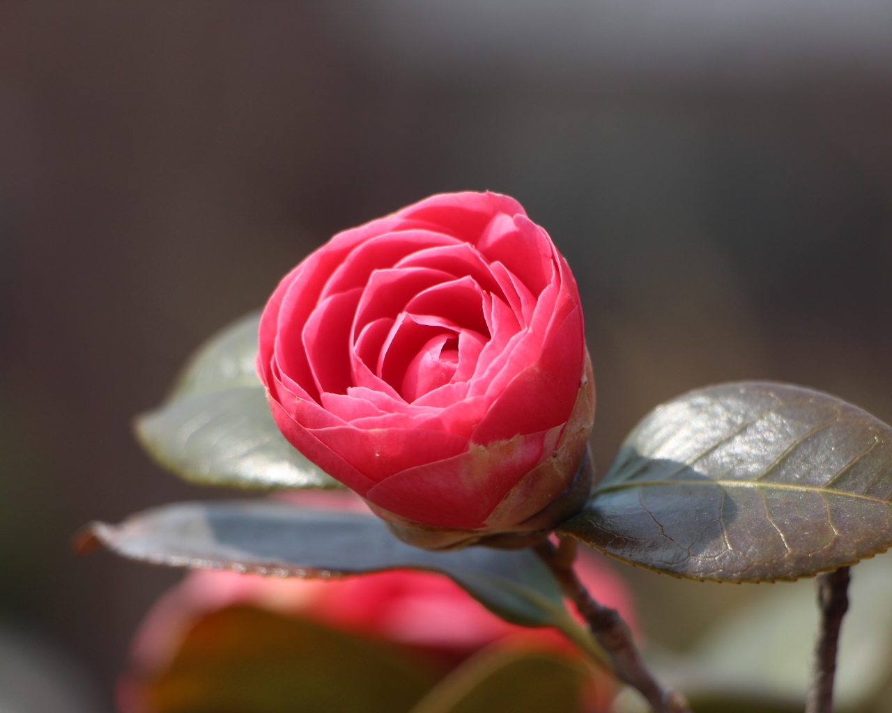 Нераспустившийся цветок розовой камелии