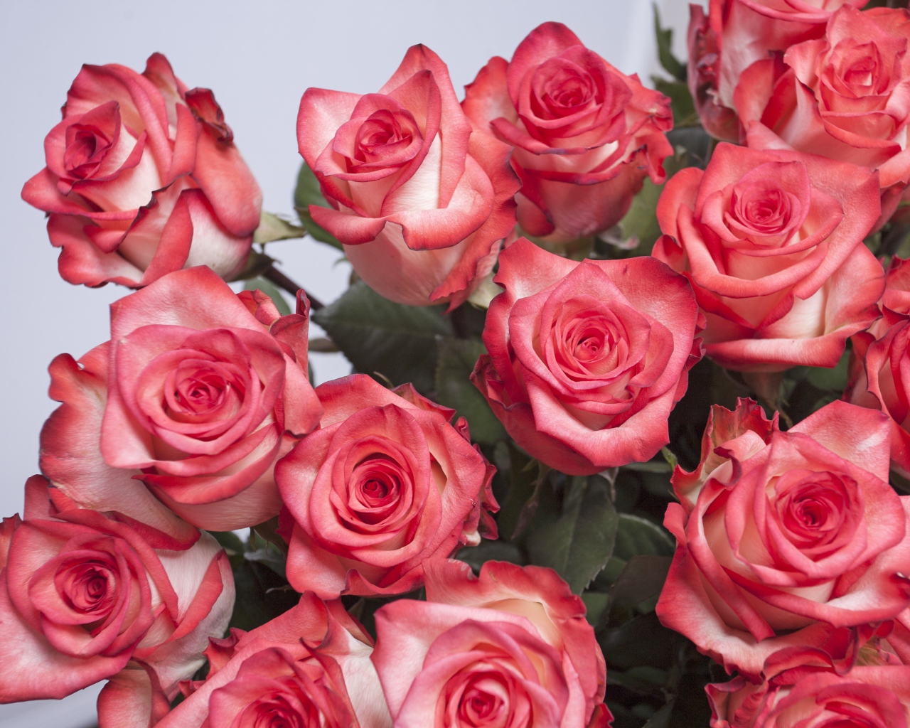 Большой букет розовых роз на сером фоне