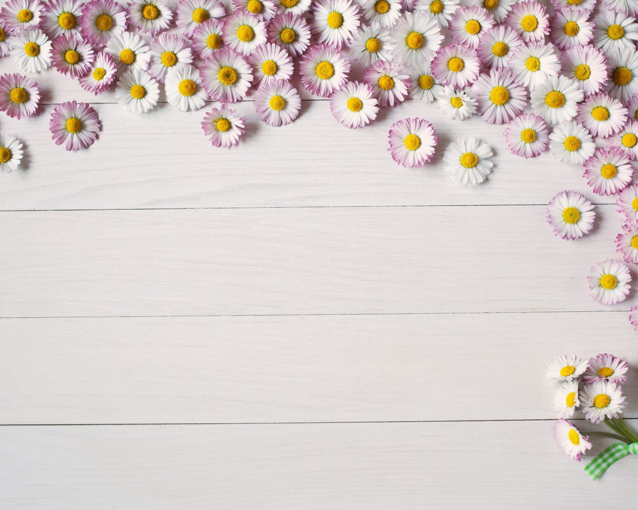 Много розовых маргариток на деревянном фоне, шаблон для открытки