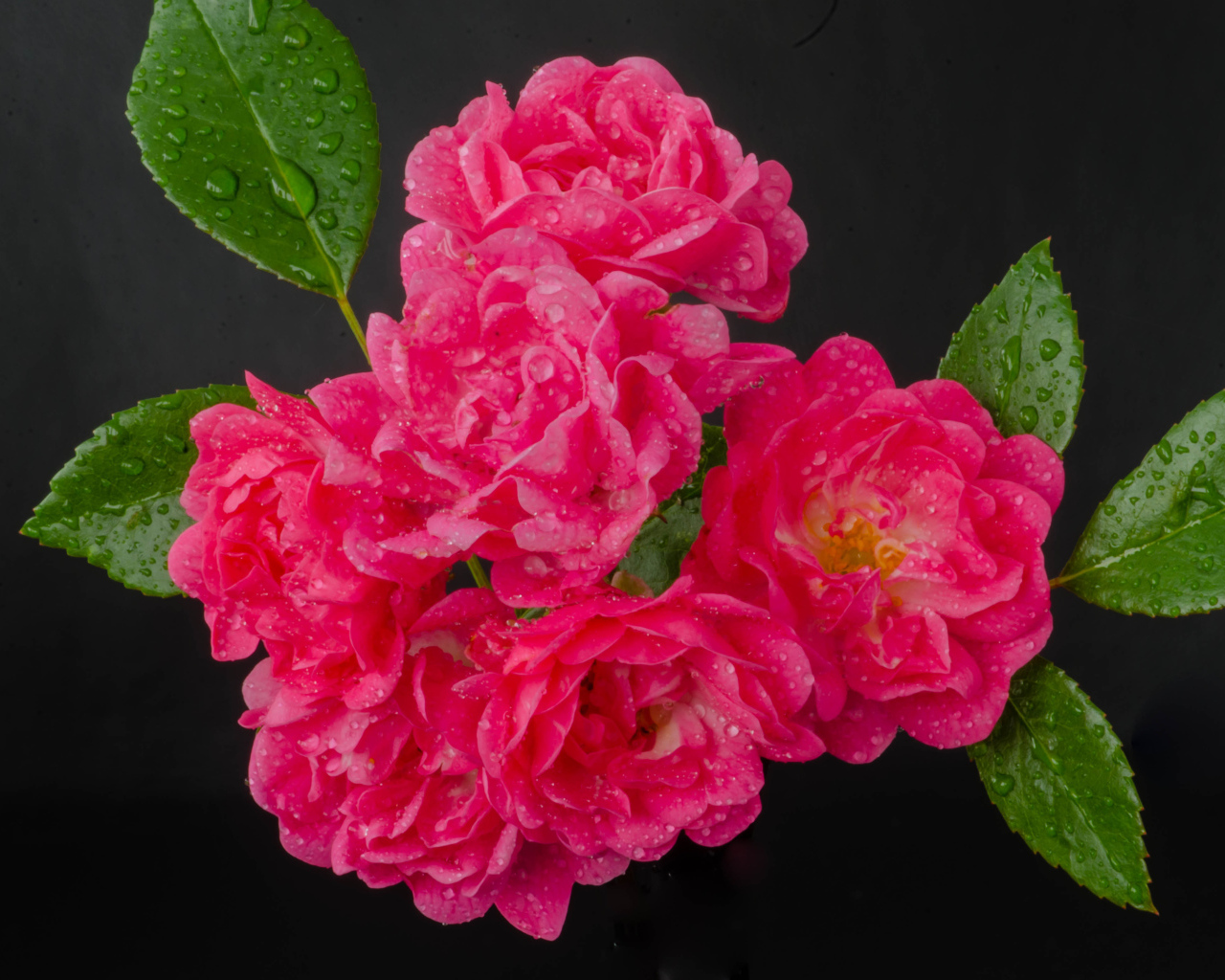 Много розовых роз в каплях воды на сером фоне