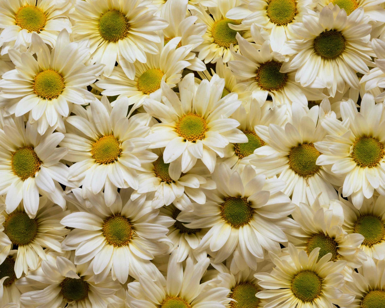 Много белых хризантем с желтыми серединками