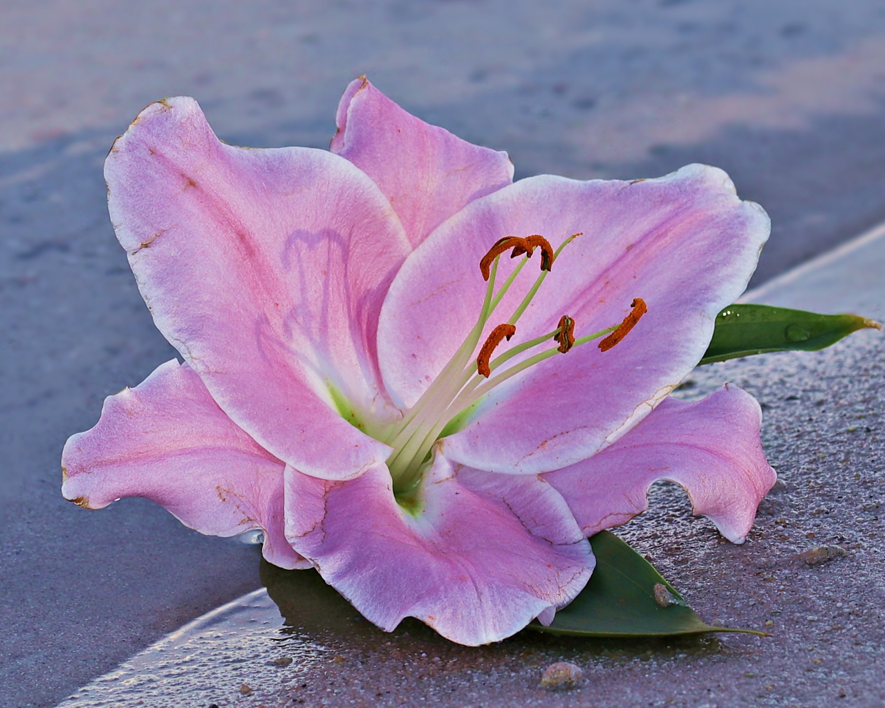 Розовая лилия на песке