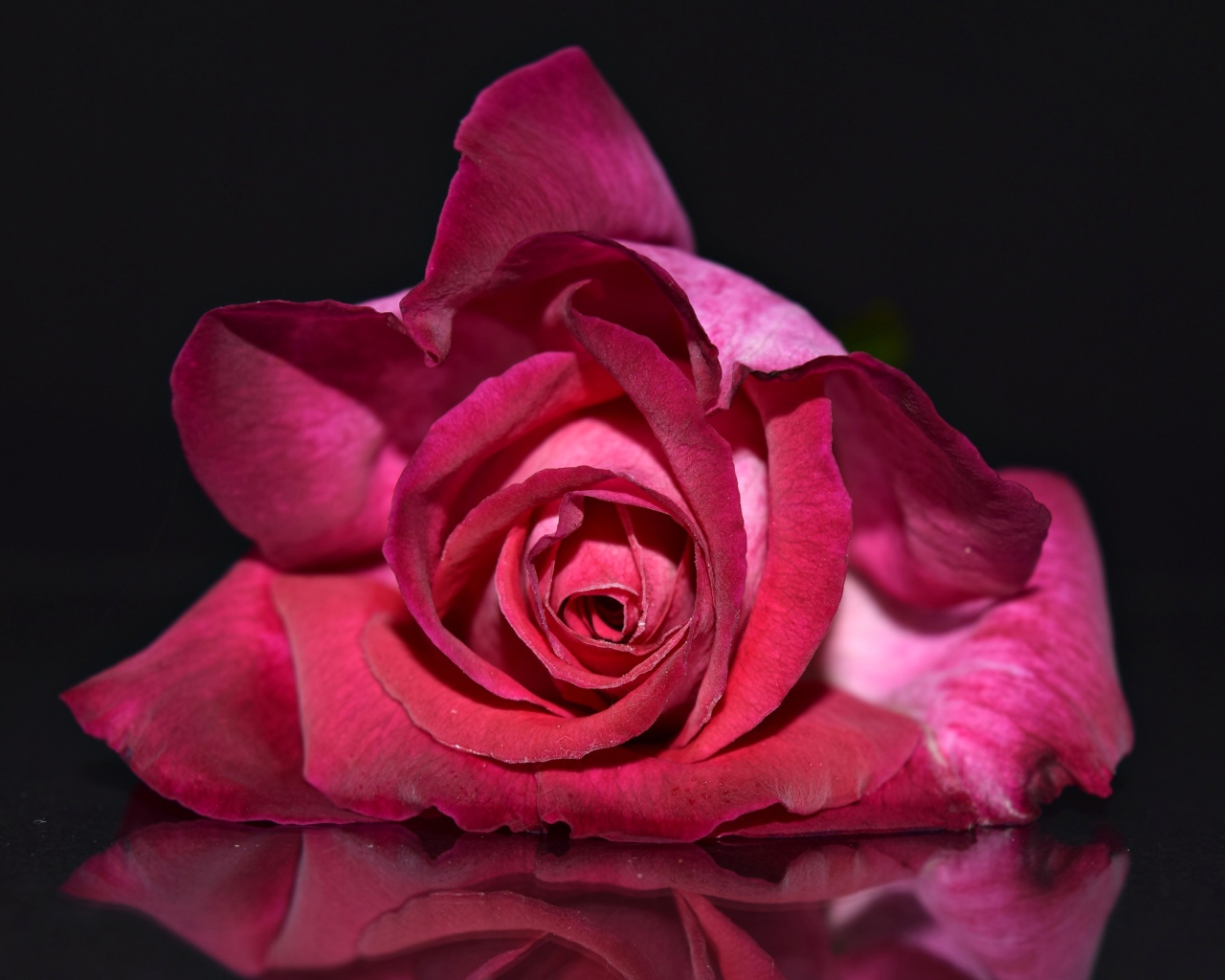 Красная роза лежит на зеркальной поверхности