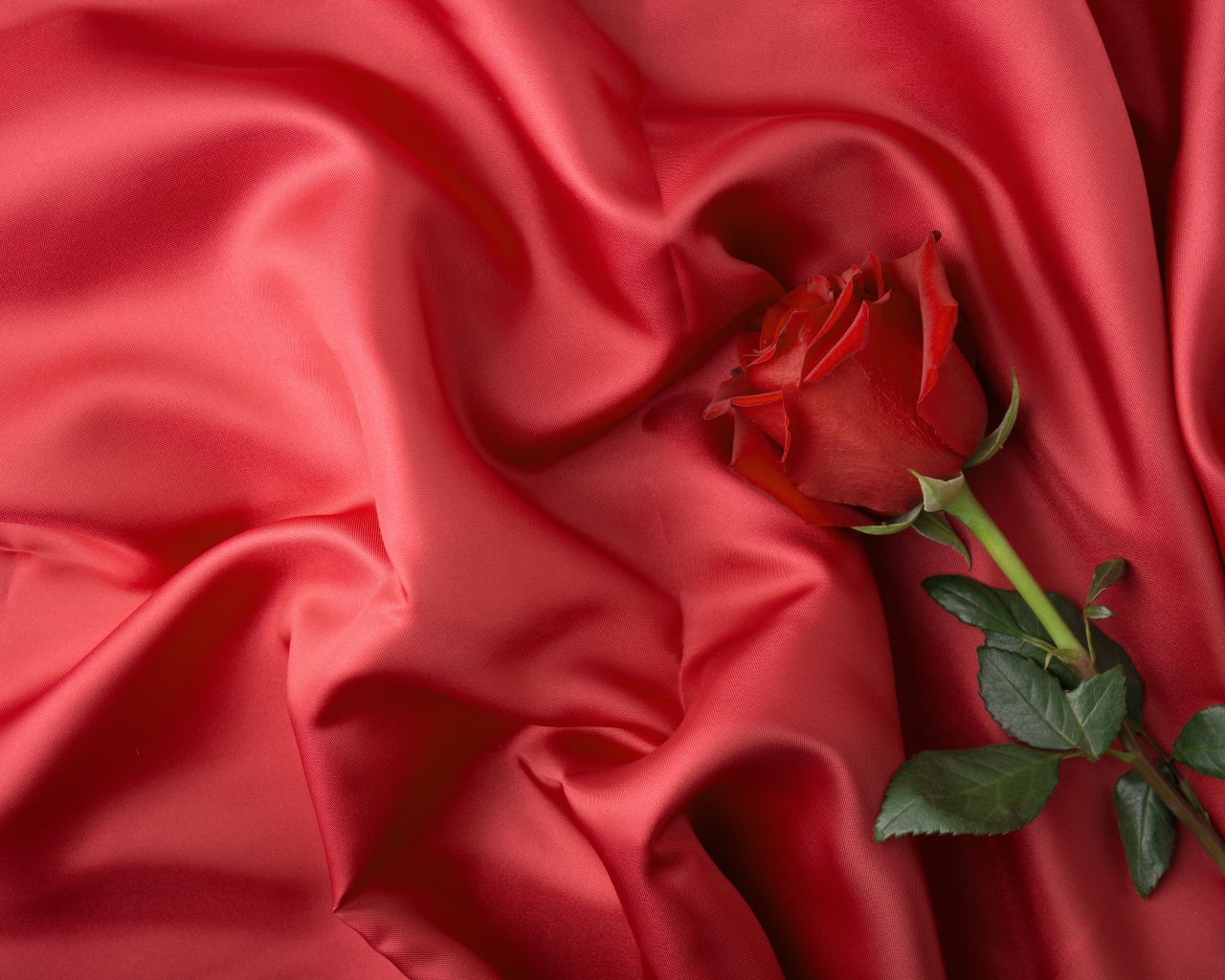 Красная роза лежит на красном шелковом покрывале