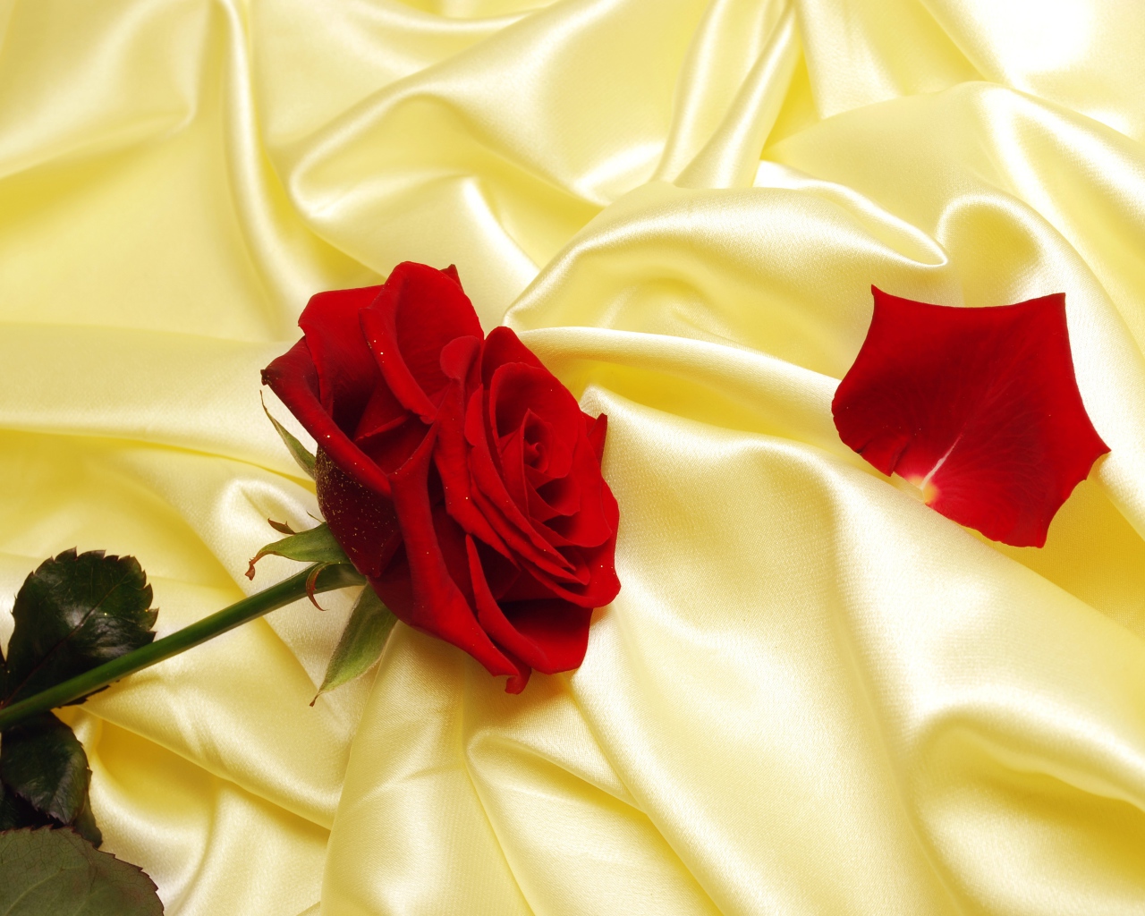 Нежная красная роза на шелковом желтом покрывале